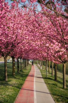  Japonske češnje v polnem razcvetu
